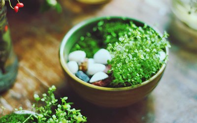 居家小植物，带来的不仅仅是好心情，还有您的一点小心思