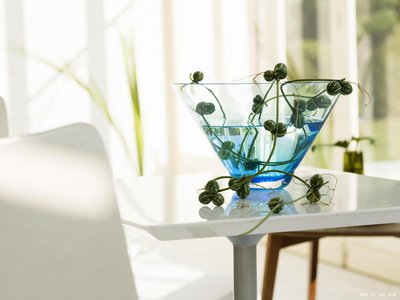 居家小植物，带来的不仅仅是好心情，还有您的一点小心思