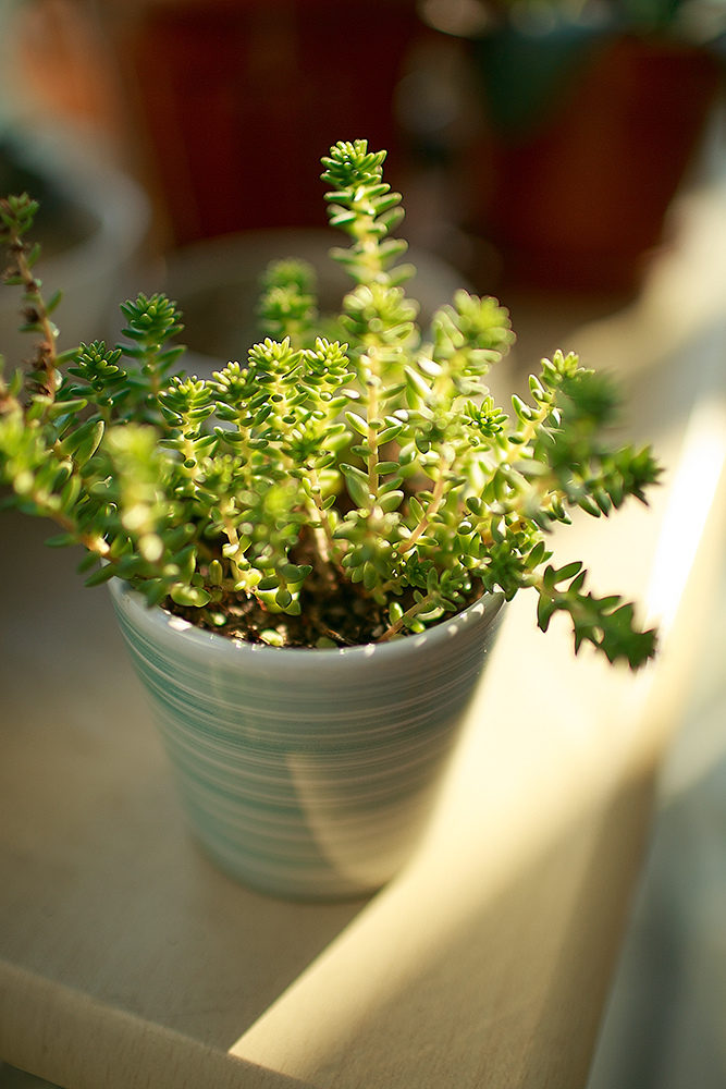 居家小植物，带来的不仅仅是好心情，还有您的一点小心思