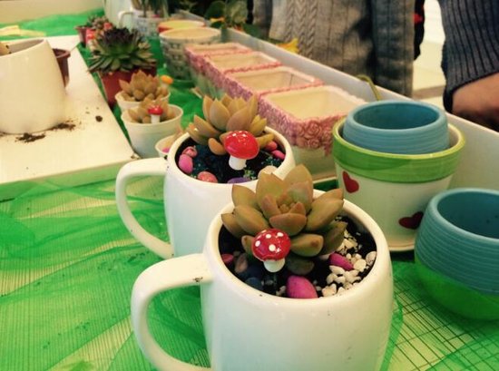 居家小植物，带来的不仅仅是好心情，还有您的一点小心思