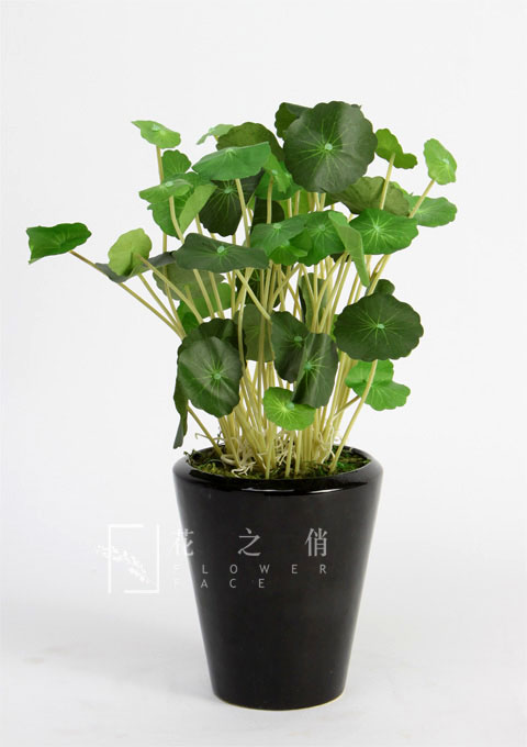 居家小植物，带来的不仅仅是好心情，还有您的一点小心思