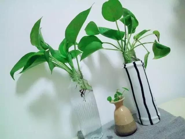 居家小植物，带来的不仅仅是好心情，还有您的一点小心思