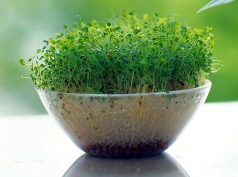 居家小植物，带来的不仅仅是好心情，还有您的一点小心思