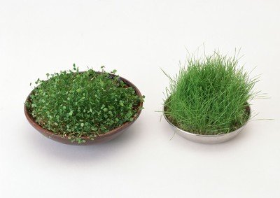 居家小植物，带来的不仅仅是好心情，还有您的一点小心思