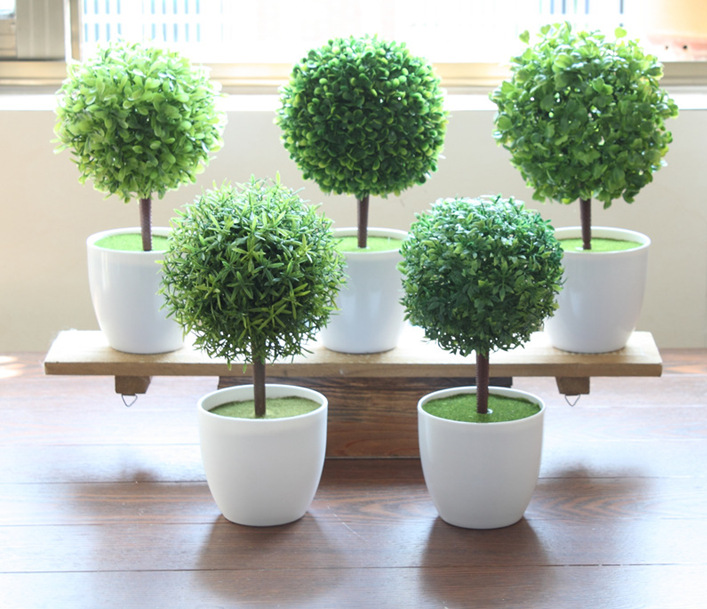 居家小植物，带来的不仅仅是好心情，还有您的一点小心思