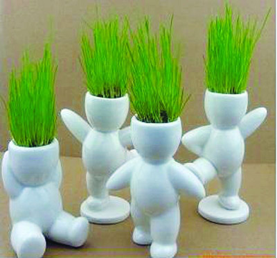 居家小植物，带来的不仅仅是好心情，还有您的一点小心思