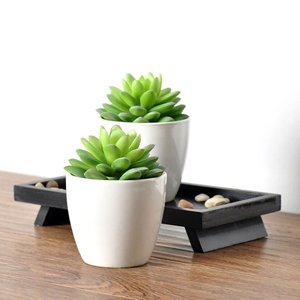 居家小植物，带来的不仅仅是好心情，还有您的一点小心思