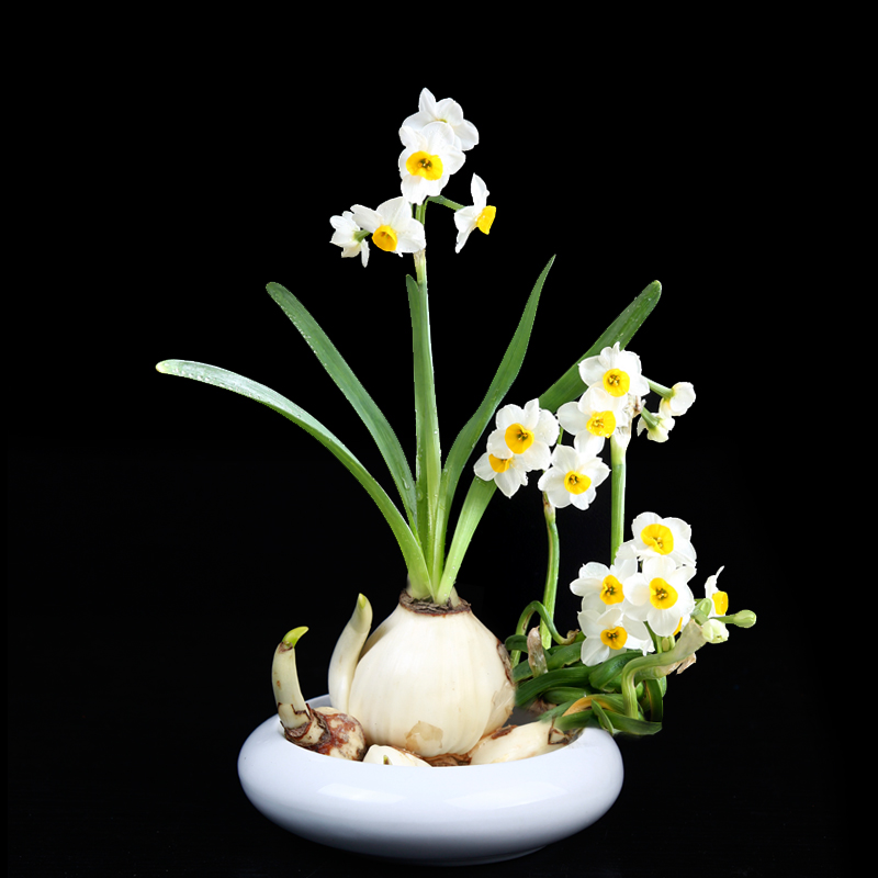 居家小植物，带来的不仅仅是好心情，还有您的一点小心思