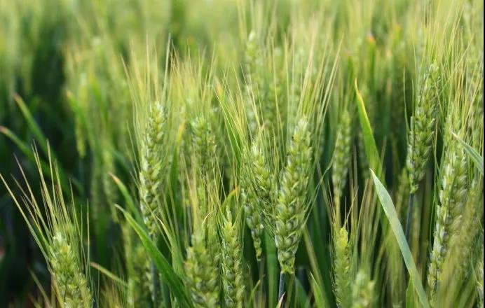 今日小满，营养学专家推荐这三道养生菜肴！