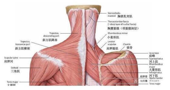 什么是富贵包？形成的原因是什么？