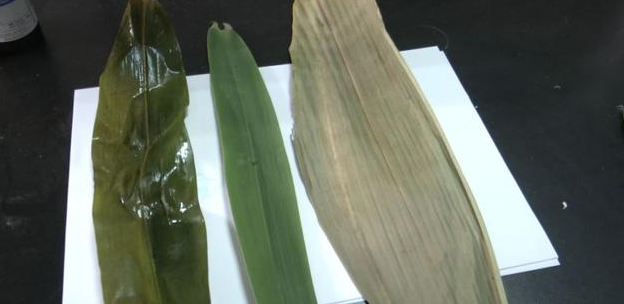 当心！你买到的粽子可能含重金属！用一枚钉子就能分辨