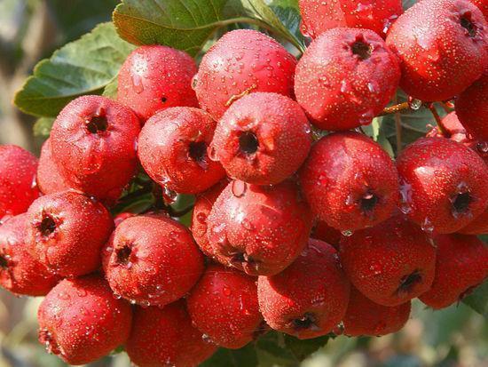 山楂和它泡一泡，不仅能抗癌防癌，还能活血化痰！