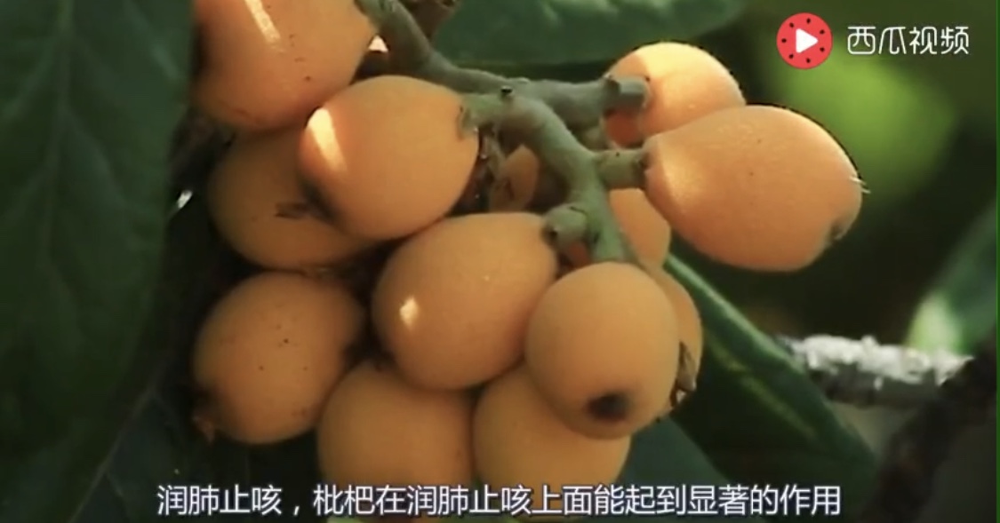 小视频 经常吃枇杷有什么好处？
