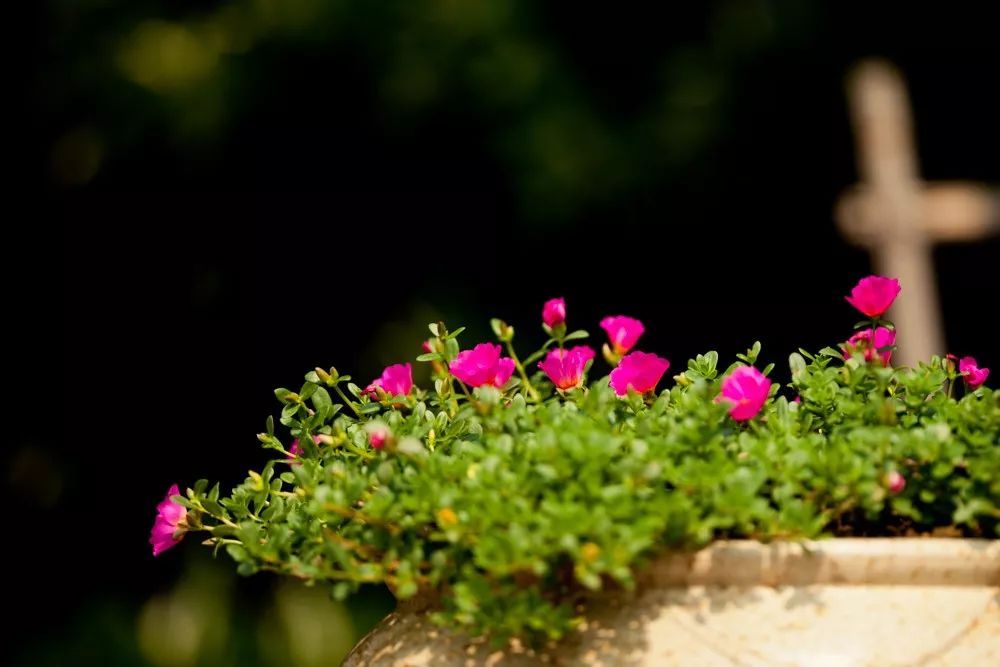 优雅到老，精致一生