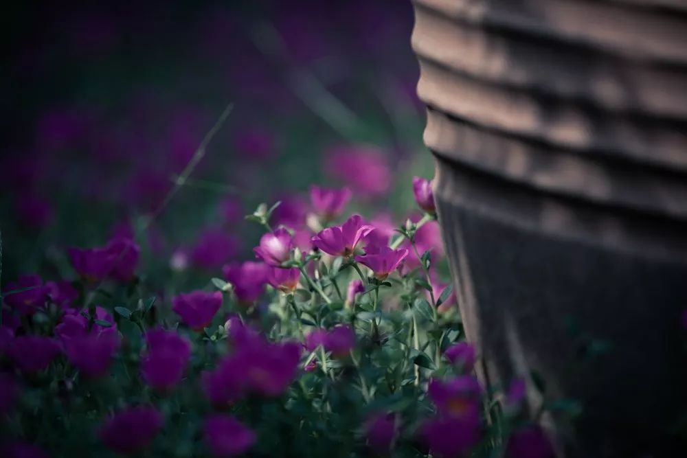 优雅到老，精致一生