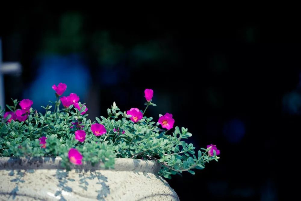 优雅到老，精致一生